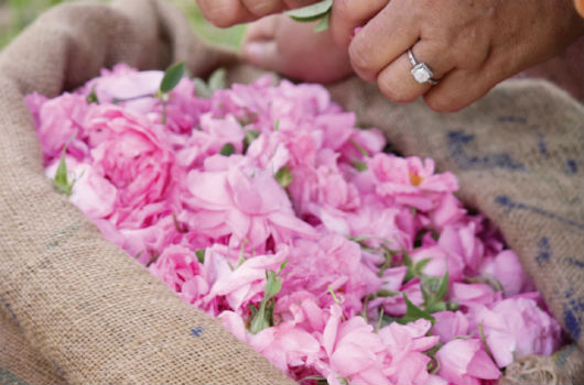 rose du maroc