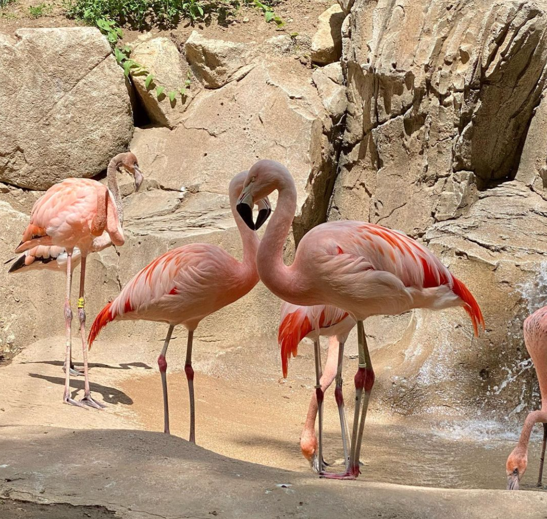 Les flamants roses