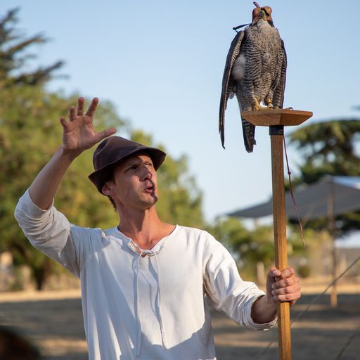 activité oiseau