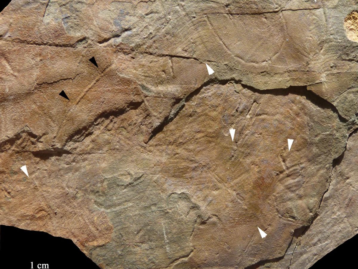 Photo d'une ardoise avec des traces fossiles et des tapis microbiens de l'Édiacarien/Cambrien de Bretagne. Les tapis microbiens se remarquent par les rides qu'ils forment. Crédits : Didier Néraudeau