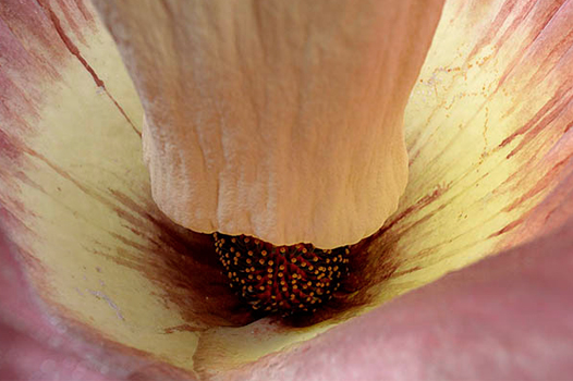Penis de Titan