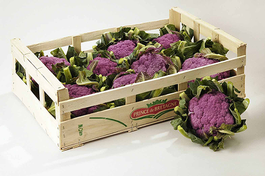 Choux bretons