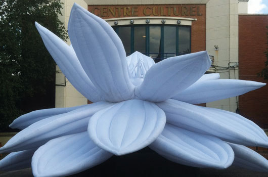 Lotus Blanc