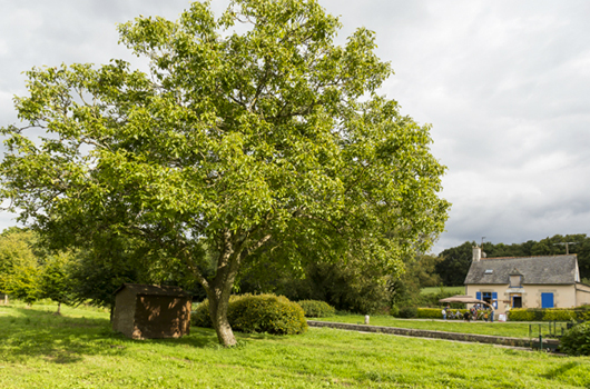 Arbres remarquables de Bretagne