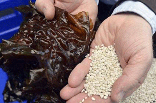 Innovation bretonne : les algues remplaceront bientôt le plastique