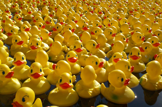 La Duck Race revient en 2016 !