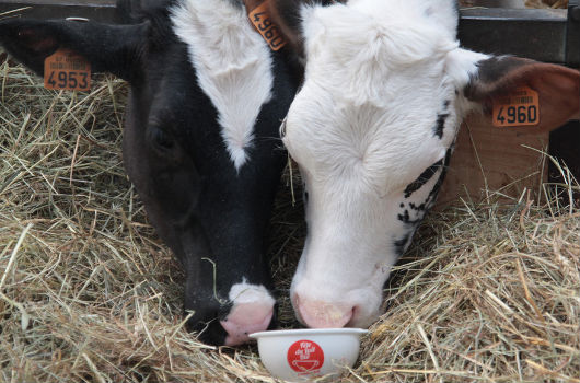 La fête du lait bio : Un petit déj' bio, à la ferme