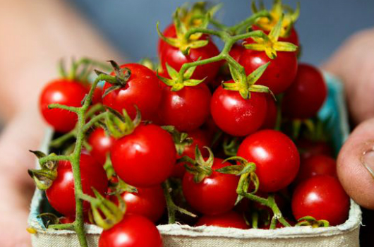 La Bretagne remporte la guerre de la tomate