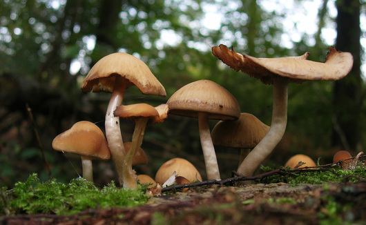 La cueillette des champignons, tout un art !