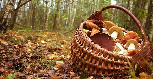La cueillette des champignons, tout un art !