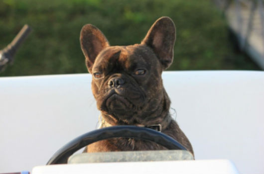 bateaux nicols pour emmener ses animaux en vacances
