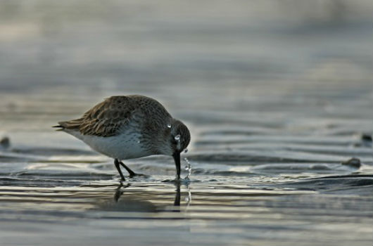 oiseau marin des cotes d'armor
