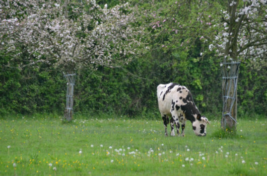 champ avec une vache