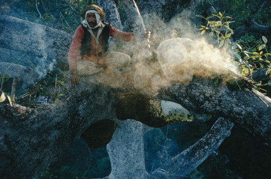 chasseurs de miel au népal sur un arbre