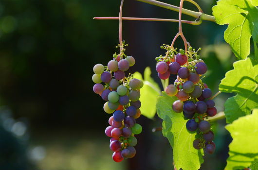 grappe de raisins