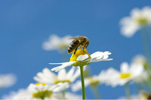 abeilles sur une fleur 