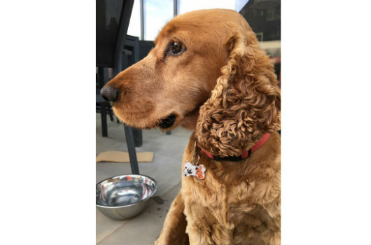 chien avec médaille le coin des animaux